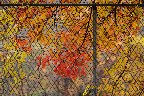 Behind The Fence