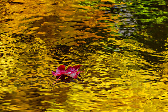 The Red Leaf