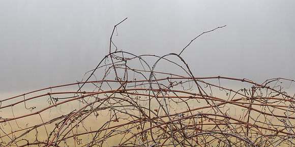 Snared