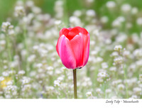 05 - May