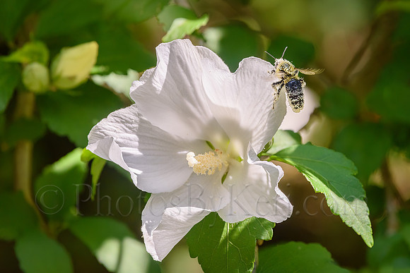 Pollen Flight