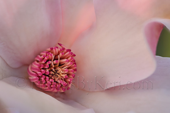 Magnolia Dream
