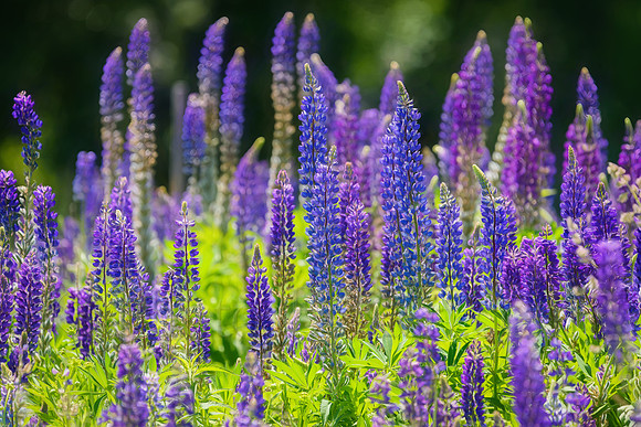 Lupine Layers