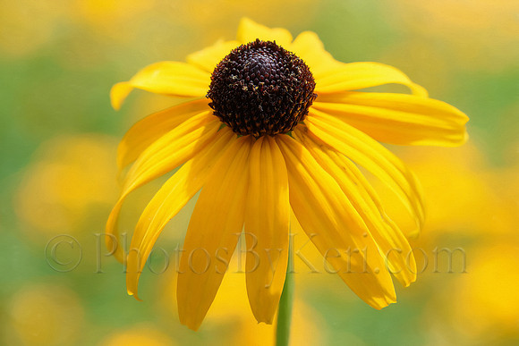 Golden Bloom
