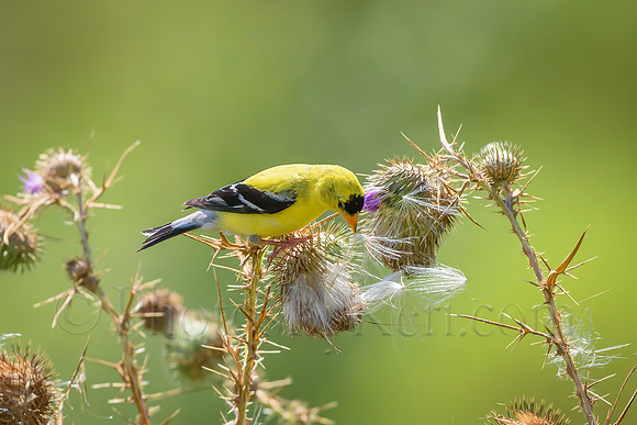 Finching For Thistle