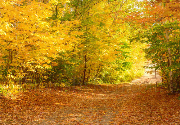 Foliage Lane