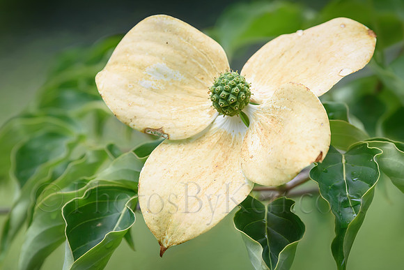 Dogwood Days Of Summer