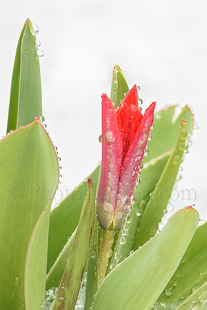 Spring Promise
