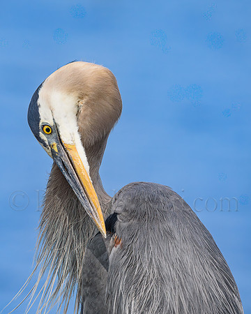 Preening