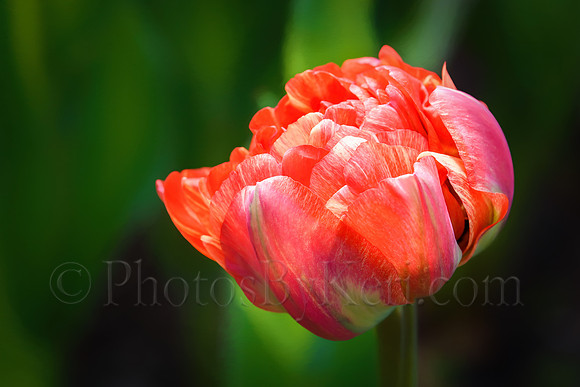 Tulip Dreams