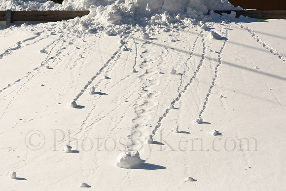 Snowball Racers