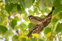 Perch
