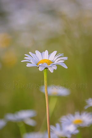 Wild Daisies